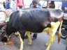 IMG_0077.JPG - 